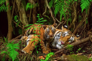 نمونه عکس حیات وحش با لنز تله فوتو