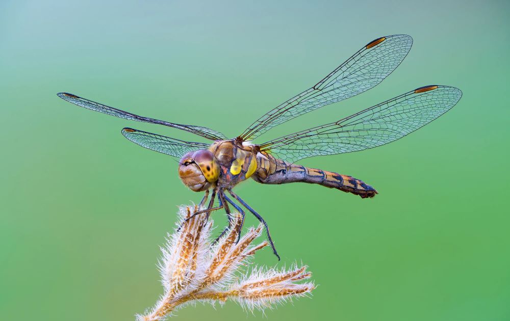 لنز ماکرو فول‌فریم سونی Sony FE 100mm f/2.8 GM با مانت E