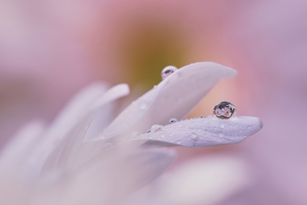 لنز ماکرو فول‌فریم سونی Sony FE 100mm f/2.8 GM با مانت E
