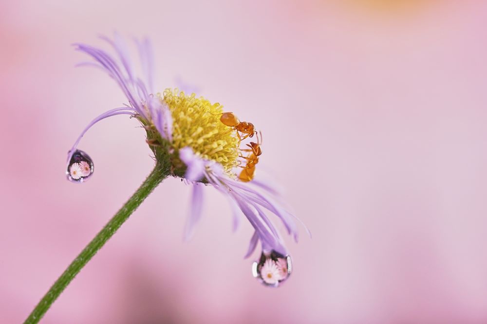 لنز ماکرو فول‌فریم سونی Sony FE 100mm f/2.8 GM با مانت E